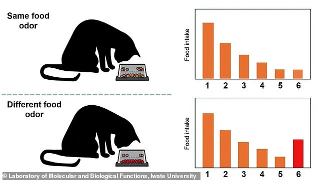 Why Cats Abandon Meals: Study Links Disinterest to Scent Desensitization