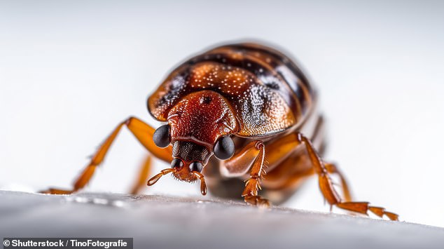 Florida tourist sues Disney over alleged bed bug infestation at resort.