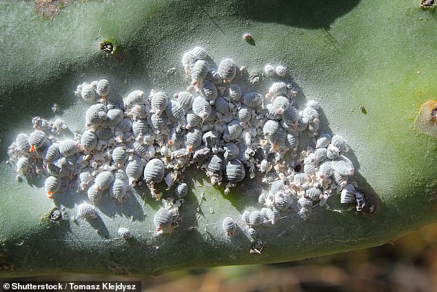 Wood in ice cream and maggots in tomato puree reveal shocking food additives.